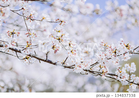 見頃を迎え咲き誇る桜 134837338