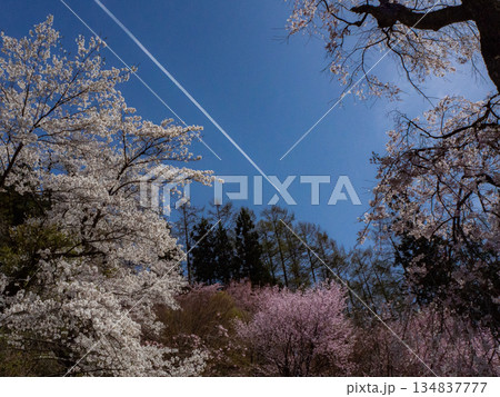 鳥居と満開の桜 ソメイヨシノ 長野県白馬村 鳥居と満開の桜 ソメイヨシノ 長野県白馬村 134837777