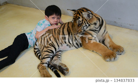 happy cute boy hug tiger cub in the zoo happy cute boy hug tiger cub in the zoo 134837833