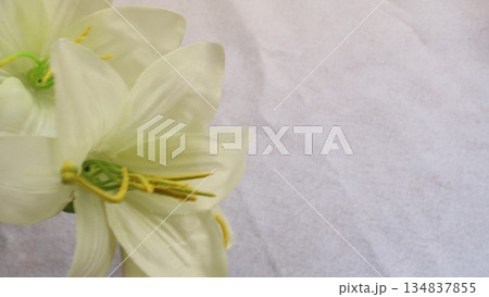 白い百合の花と余白 白い百合の花と余白 134837855