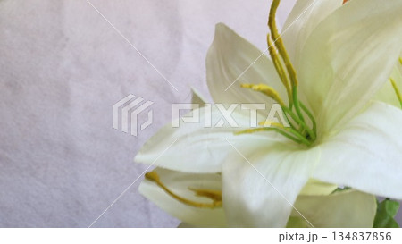 白い百合の花と余白 白い百合の花と余白 134837856