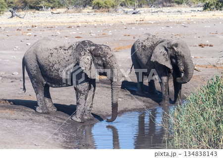African Elephants drinking from a waterhole African Elephants drinking from a waterhole 134838143