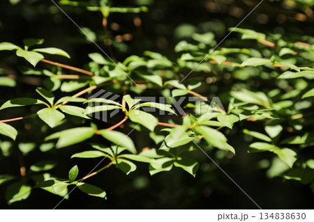 陽光に透ける瑞々しい新緑の葉と美しい木漏れ日の風景 陽光に透ける瑞々しい新緑の葉と美しい木漏れ日の風景 134838630
