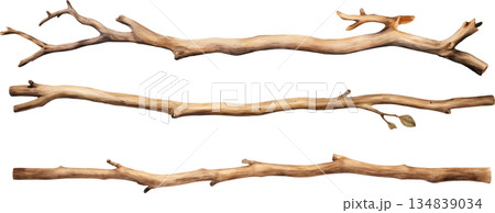 白背景に隔離された流木の水彩画イラストセット、自然な木の枝のデザイン素材 134839034
