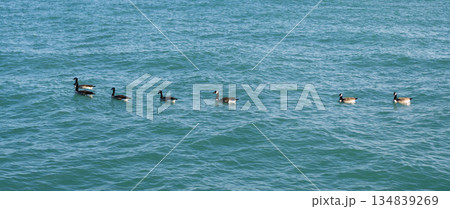 Canadian goose. Goose at the sea. Sea bird. Fauna and nature. Canada goose. Group of duck birds floating on water. Canadian Goose pond 134839269