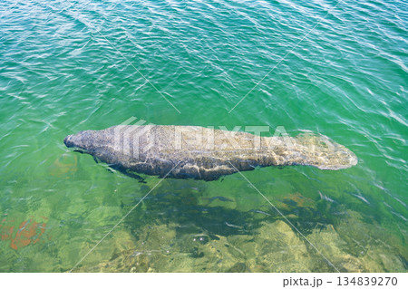 Antillean manatee. Wild life animal. Manatee underwater in Florida. Wild manatee underwater. Manatee in deep underwater. 134839270