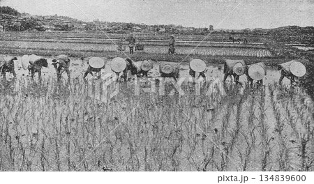 古写真 1926年 水田での田植えの風景 古写真 1926年 水田での田植えの風景 134839600