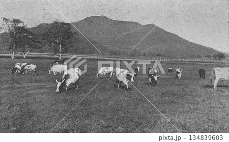 古写真 1926年 札幌近郊の北海道農事試験場 古写真 1926年 札幌近郊の北海道農事試験場 134839603
