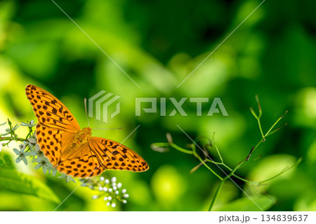 山の中を飛び回る豹紋蝶と白い丘虎の尾の花 134839637
