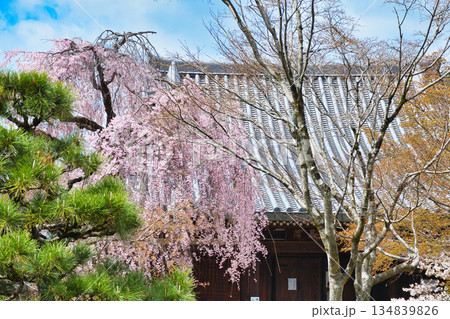 京都 法金剛院 美しい桜(京都府京都市右京区) 京都 法金剛院 美しい桜(京都府京都市右京区) 134839826