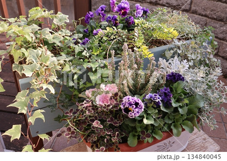 フリルパンジーとカラーリーフの寄せ植え 134840045