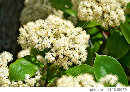 アカメノキの白い花(春、四月) アカメノキの白い花(春、四月) 134840079