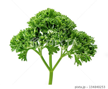パセリ 134840253