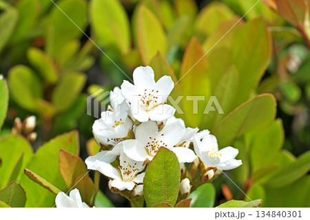 白いシャリンバイの花(春、四月) 白いシャリンバイの花(春、四月) 134840301