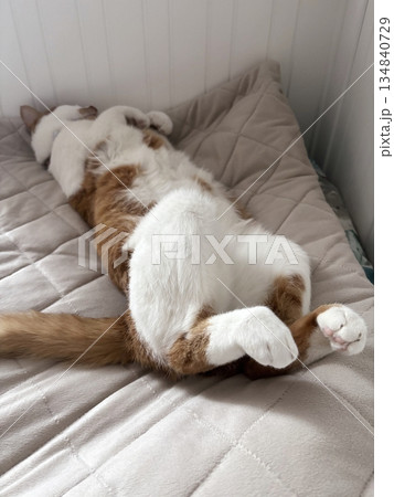 Ginger and white cat. Sleeping on its back. Paws tucked in. 134840729