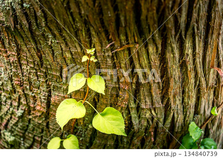杉の木に絡まる蔓植物~光の射す方へ~ 杉の木に絡まる蔓植物~光の射す方へ~ 134840739