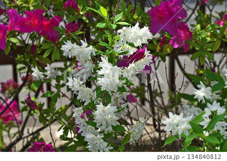 白いヒメウツギの花（春、四月） 134840812