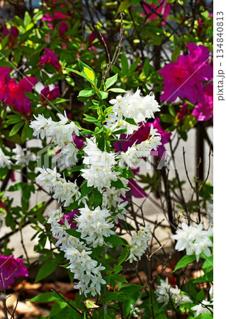 白いヒメウツギの花（春、四月） 134840813