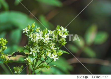 秋の森 センブリの白い花01 秋の森 センブリの白い花01 134840842