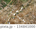 White grape snails on grape tree. 134841000
