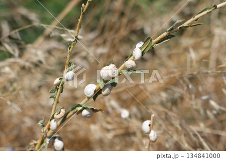 White grape snails on grape tree. White grape snails on grape tree. 134841000