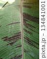 Leaf macro photography. Plant texture. 134841001