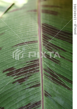 Leaf macro photography. Plant texture. Leaf macro photography. Plant texture. 134841001