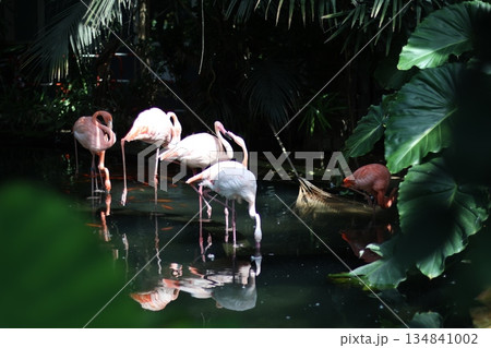 Flamingo family in dark garden. 134841002