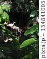 Vertical photography of flamingos in dark garden. 134841003