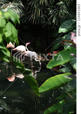 Vertical photography of flamingos in dark garden. Vertical photography of flamingos in dark garden. 134841003