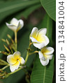 White magnolia flower close up photography. 134841004