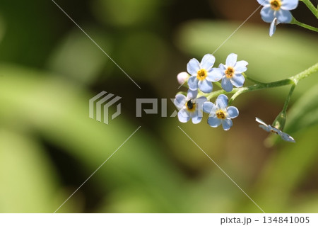 Tiny light blue flowers on blurred background. Tiny light blue flowers on blurred background. 134841005