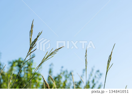 夏の山　野草と朝の青空01 134841051