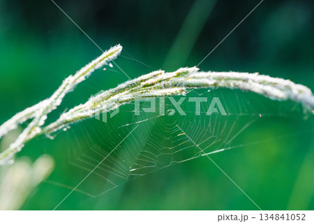 夏の山　野草に蜘蛛の巣が輝く01 134841052