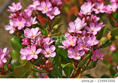 ピンク色のベニバナシャリンバイの花(春、四月) ピンク色のベニバナシャリンバイの花(春、四月) 134841088