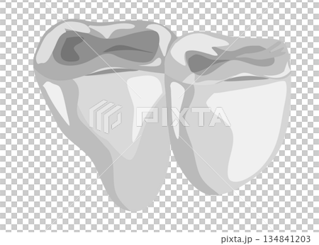 一顆銀牙的插圖 134841203
