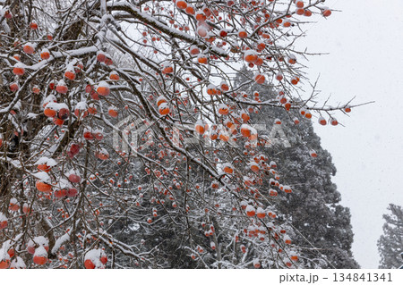 雪が積もった柿の木 134841341
