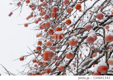 雪が積もった柿の木 雪が積もった柿の木 134841343