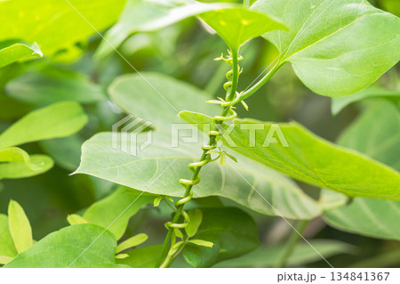 秋の森　蔓が伸びて野草に巻き付いている01 134841367