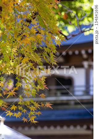 鎌倉251215 浄智寺5 紅葉&黄葉 鎌倉251215 浄智寺5 紅葉&黄葉 134841696