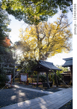 鎌倉251212 荏柄天神社5 黄葉 鎌倉251212 荏柄天神社5 黄葉 134841698