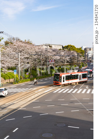 春の東京の飛鳥山公園の東京さくらトラム 134841720