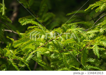 秋の日差しで光るネムノキの葉01 秋の日差しで光るネムノキの葉01 134841913
