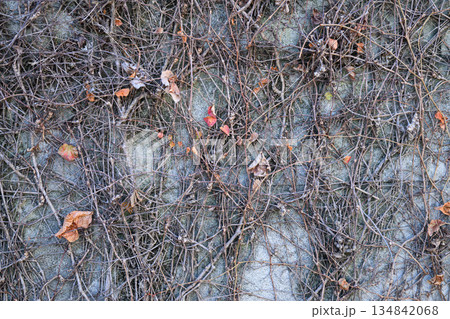 コンクリート壁を覆う冬の枯れた蔦のテクスチャ 134842068