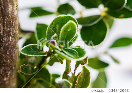 冬の朝に霜を纏ったユキツバキの葉と蕾 134842098