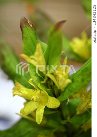 チャボホトトギスの花 チャボホトトギスの花 134842128