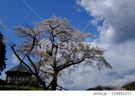 丘に建つ四阿と満開の桜　【相模原市津久井　4月】 134842257