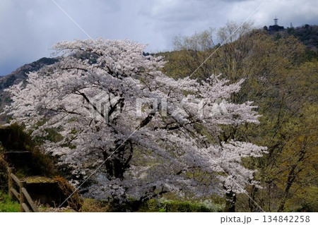 満開の染井吉野と雑木林の芽吹き 【相模原市津久井 4月】 満開の染井吉野と雑木林の芽吹き 【相模原市津久井 4月】 134842258
