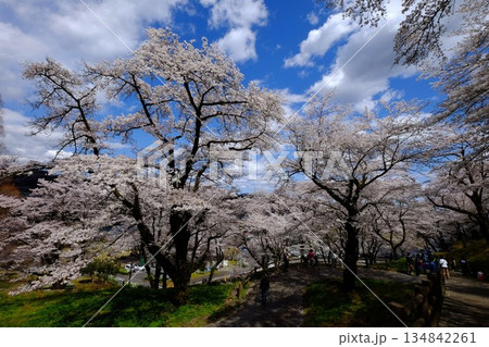公園に咲く満開の桜　【相模原市津久井　4月】 134842261