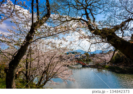 春の福岡県・垣生公園で見た、満開の桜と青空 134842373